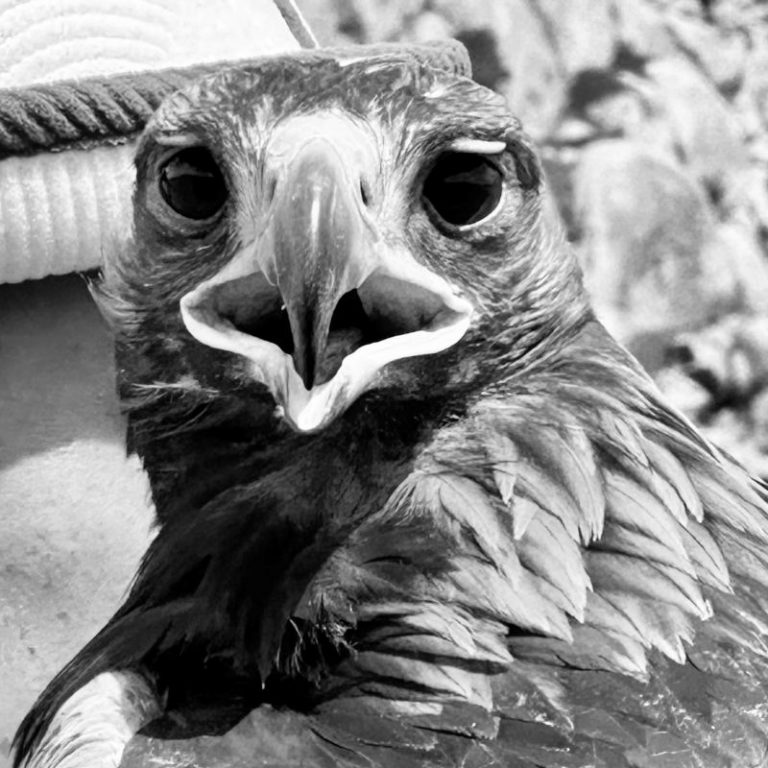 Adler 2