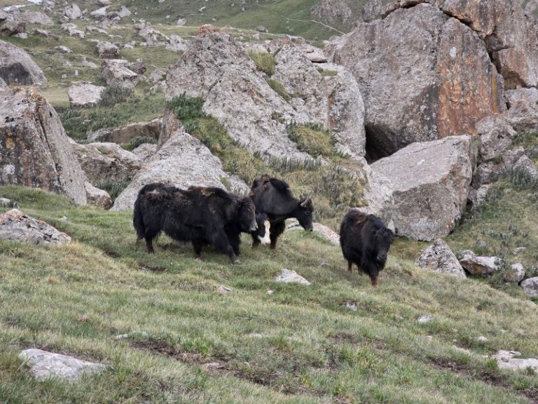 Yaks beim Kel-Suu-See