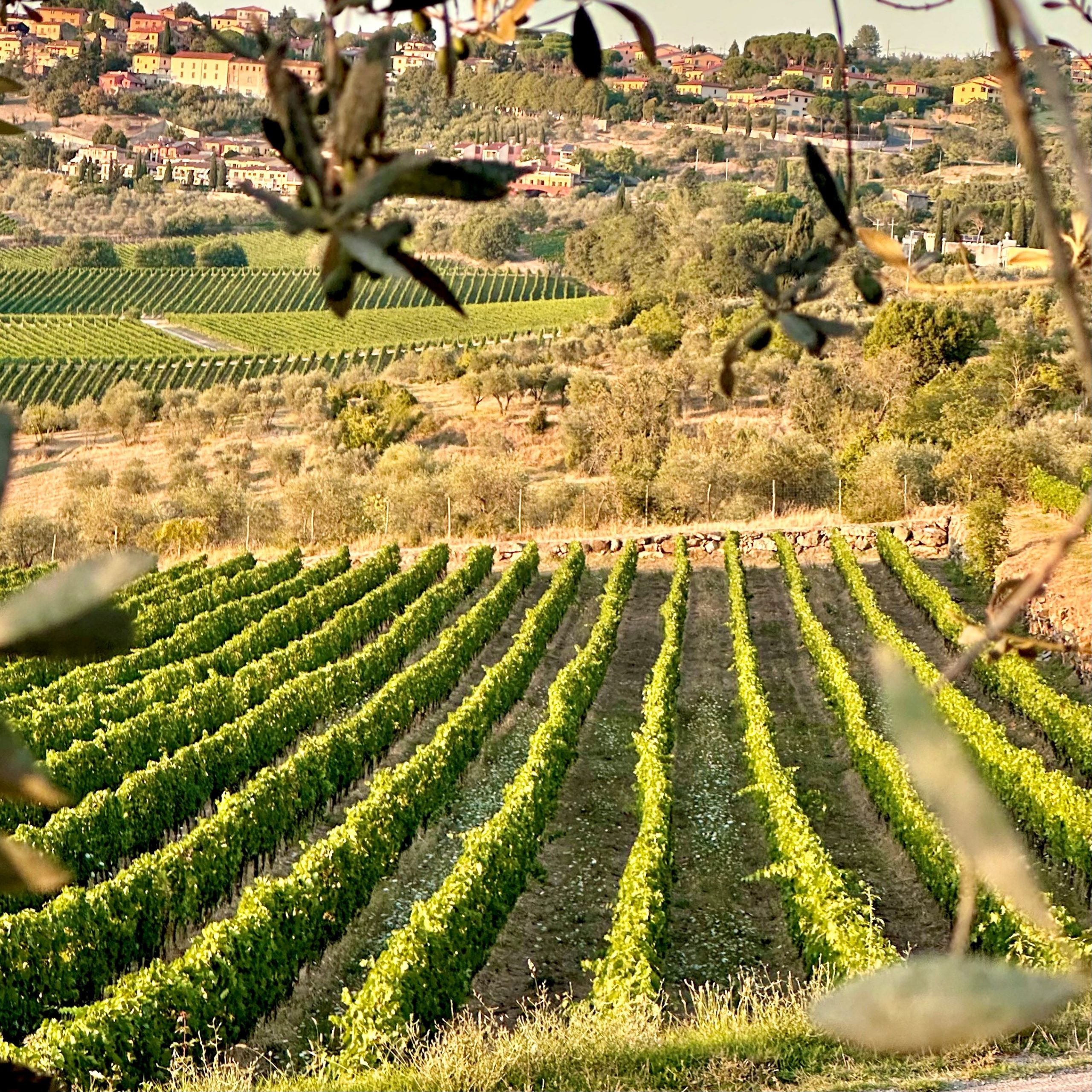 Fontodi Weinberge