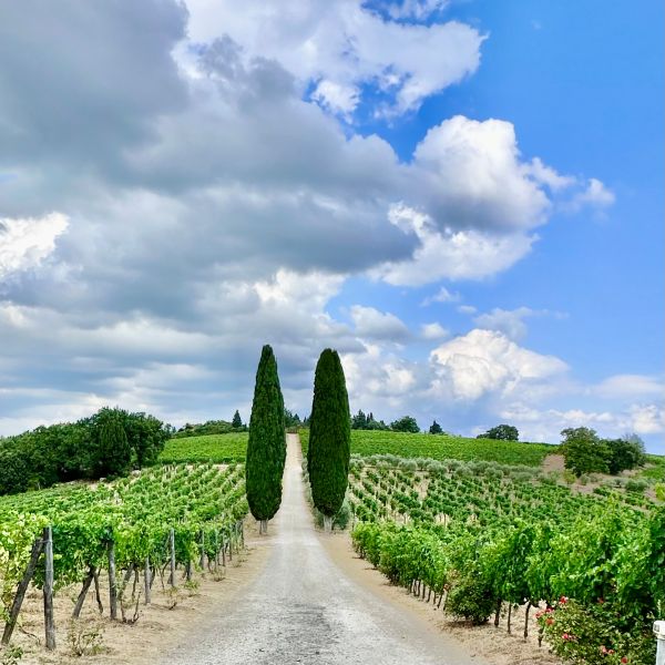 Panzano in Chianti 6