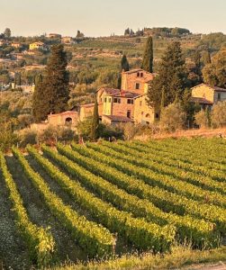 Weinberg in Panzano 1