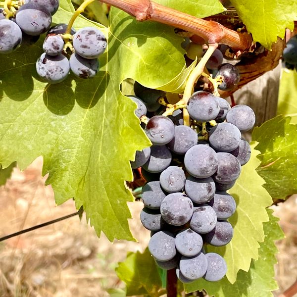Weinberg in Panzano 2