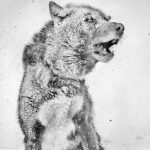 Schlittenhund, Kap Tobin, Grönland 2013 ∕ Ragnar Axelsson Where the World Is Melting