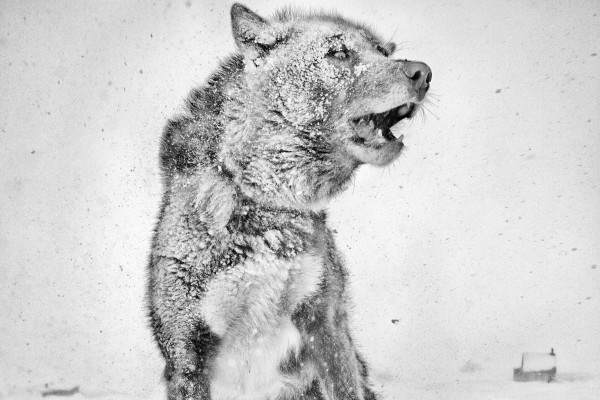 Schlittenhund, Kap Tobin, Grönland 2013 ∕ Ragnar Axelsson Where the World Is Melting B