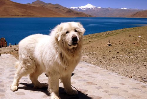 Hund am Yamdrok-Se