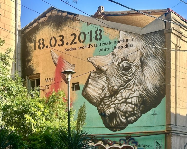 Nashorn von DANTE in Tiflis